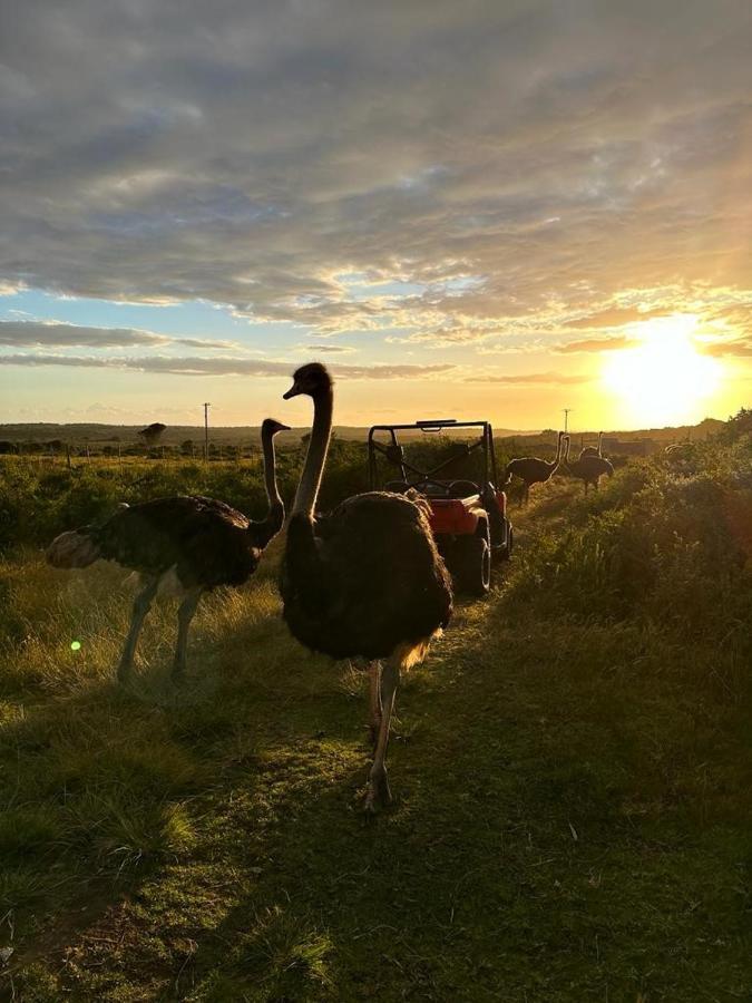 Ostrich Cottage At Les Wings Private Game Farm Groot-Jongensfontein Exterior foto